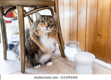 Calico Maine Coon Cat Sitting Hiding Under Chair Large Big Eyes Hungry Facial Expression Funny In Kitchen, Water, Empty White Elevated Raised Bowl Dish