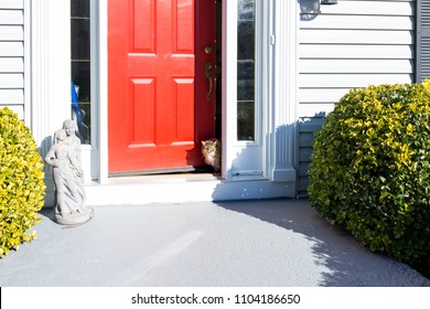 Calico Maine Coon Cat Walking Outside Front Red Door Of House Outdoors Peeking Through During Sunny Summer Day