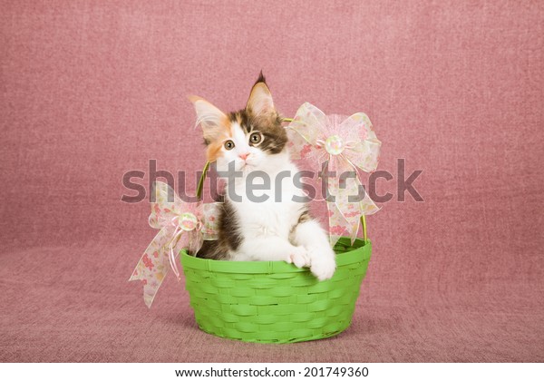 Calico Maine Coon Kitten Sitting Inside Stock Photo Edit Now