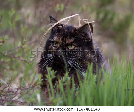 Calico mix cat with a straw on it's head