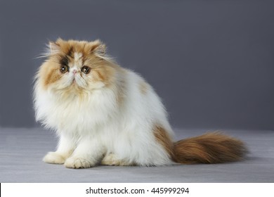 420 Tricolor Persian Cat Images, Stock Photos & Vectors 