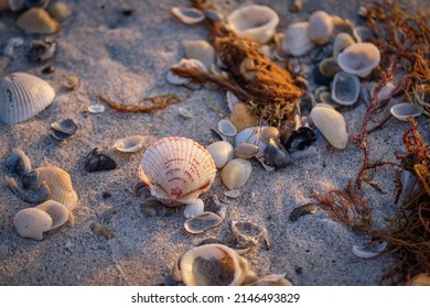 Calico Scallop On The Beach