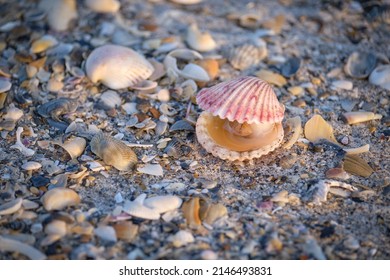 Calico Scallop On The Beach