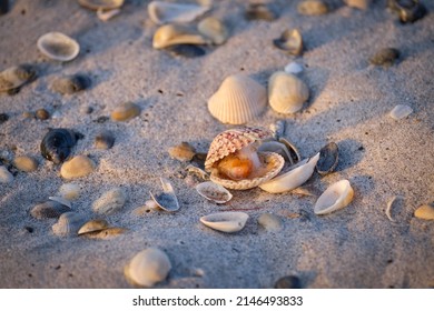 Calico Scallop On The Beach