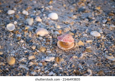 Calico Scallop On The Beach