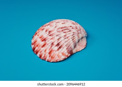 Calico Scallop Shell On Blue Background