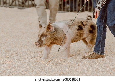 Calico Show Pig (gilt) Driving In The Show Ring At A Livestock Show