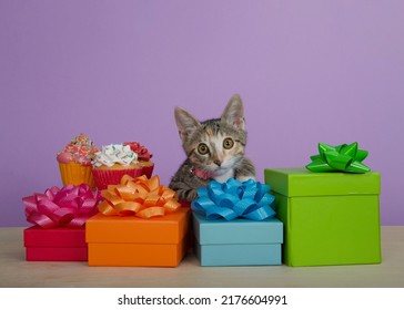 Calico Tabby mix kitten wearing pink collar peeking over pile of colorful birthday holiday gift boxes with matching bows, cup cakes, looking directly at viewer. Purple background with copy space.