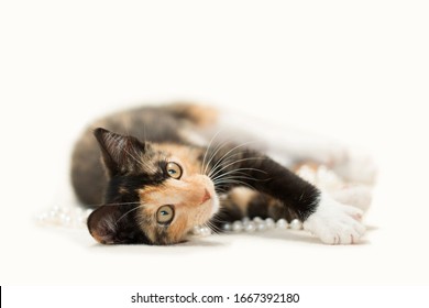 Calico Tortoise Shell Kitten Playing With White Necklace, White Background.