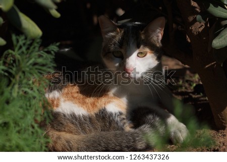 Calico tortoiseshell cat hiding from the midday sun under shrub vegetation 