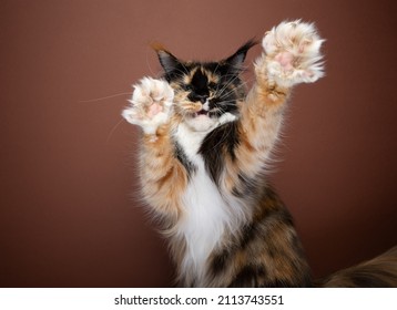 calico white maine coon cat playing raising fluffy paws looking at camera on brown background with copy space
