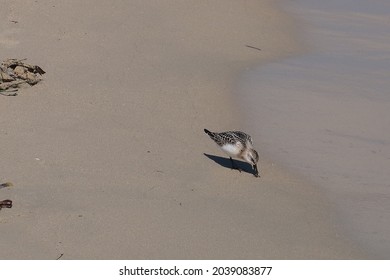 Calidris Alba Small Bird Run On The Sandy Beach To The Waterline Wave 