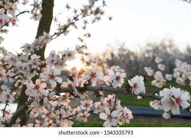 California Almond Blossom At Sunset With Almond Trees In Background