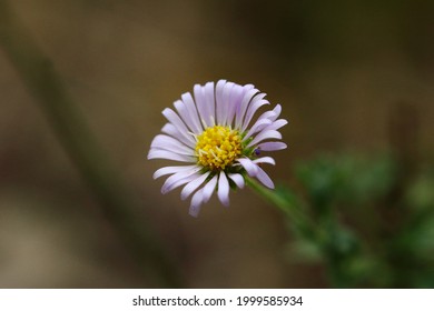 California Aster White Desert Drought