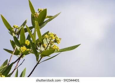 California Bay Laurel (Umbellularia) In Bloom