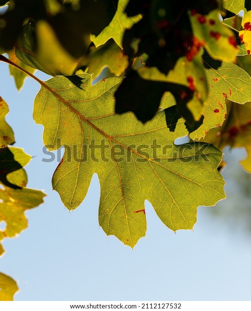 California Black Oak, also known as Kellogg oak\
(Quercus kelloggii) leaves in sunlight, showing structure including\
primary and secondary veins in\
lamina