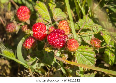 59 Rubus Ursinus Images, Stock Photos & Vectors | Shutterstock