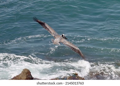 California Brown Pelican Flying With Wings Spread Over Ocean Water In La Jolla Cove, Unites States, San Diego. Wildlife Photography Of Pelecanus Occidentalis Californicus Over Pacific. Bird Gliding.