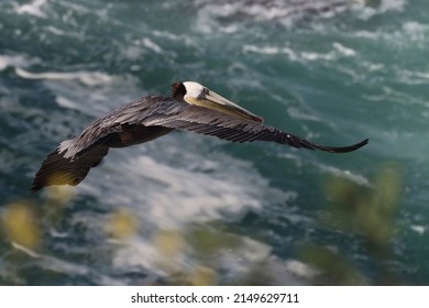 California Brown Pelican Flying With Wings Spread Over Ocean Water In La Jolla Cove, Unites States, San Diego. Wildlife Photography Of Pelecanus Occidentalis Californicus Over Pacific. Bird Gliding.