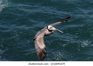 California Brown Pelican Flying With Wings Spread Over Ocean Water In La Jolla Cove, Unites States, San Diego. Wildlife Photography Of Pelecanus Occidentalis Californicus Over Pacific. Bird Gliding.