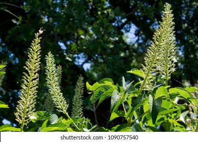 California Buckeye Along A River