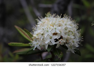 California Buckeye In Bloom