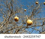 California buckeye seeds in their husks hanging in the tree with a blue sky background.