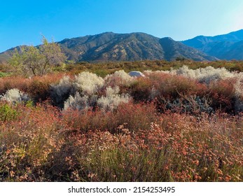 California Buckwheat In A Chaparral Meadow