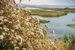 California Buckwheat (Eriogonum Fasciculatum) Wildflowers, Alviso Marsh, California