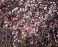 A California Buckwheat Shrub (Eriogonum Fasciculatum) With Its Colorful Flowers, Grows On A Hillside In Los Angeles, CA.