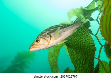 California Calico Bass With Reef Kelp And Sunlight In Casino Point Dive Park