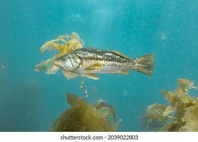 California Calico Bass With Reef Kelp And Sunlight In Casino Point Dive Park