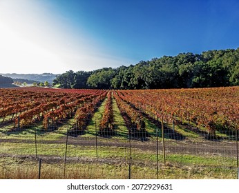 California Central Coast Where Vineyards Grow A Variety Of Fine Grapes For Wine Production, Near Paso Robles, CA. On Scenic Highway 46.