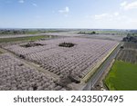 CALIFORNIA CENTRAL VALLEY BLOSSOMS IN BLOOM ARIEL IMAGE