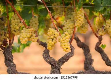 California Chardonnay white wine hanging on the vine ready for harvest.