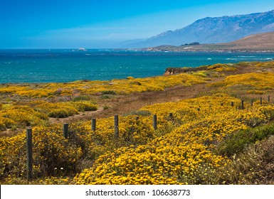 California Coast And Flowers, California USA