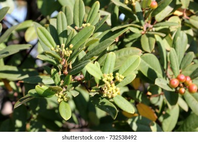 22 Rhamnus californica Images, Stock Photos & Vectors | Shutterstock