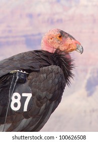 California Condor