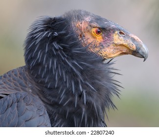 California Condor