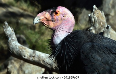 California Condor