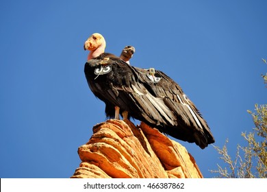 California Condor