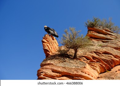 California Condor