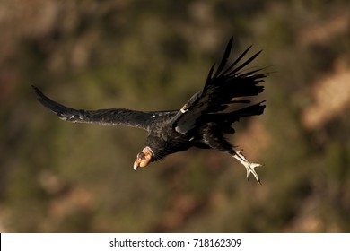 California Condor