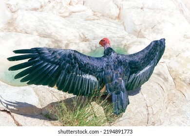 California Condor Bird (Gymnogyps Californianus) On A Rock In Front Of A Small Water Hole, With Wings Spread.