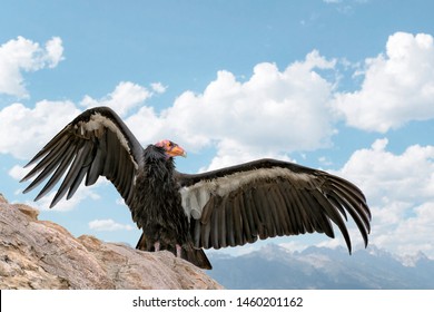 California Condor Bird On A Rock With Wings Spread Against Blue Sky