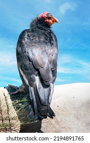 California Condor Bird On A Rock With Against Blue Sky