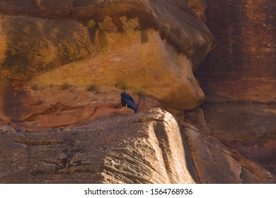 California Condor Chick 1 K Looks Towards The Camera As It Sits On A Red Sandstone Ledge Waiting For It's Parents To Bring Food.