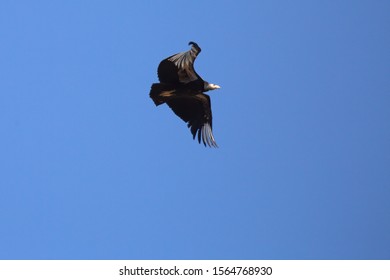 California Condor Chick 1K Flaps It's Wings As It Practices Flying In Zion National Park Utah.