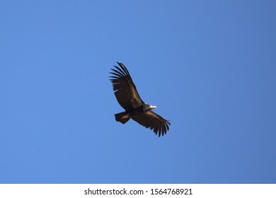 California Condor Chick 1K Practices It's Flying Skills Under A Clear Blue Sky In Zion National Park Utah.