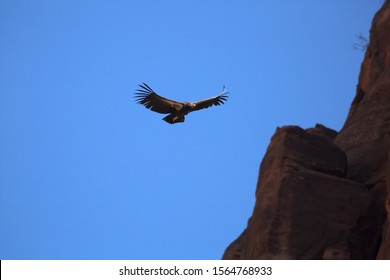 California Condor Chick 1K Practices It's Flying Skills Under A Clear Blue Sky With Red Sandstone Cliffs In The Background In Zion National Park Utah.